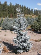 Colorado Spruce